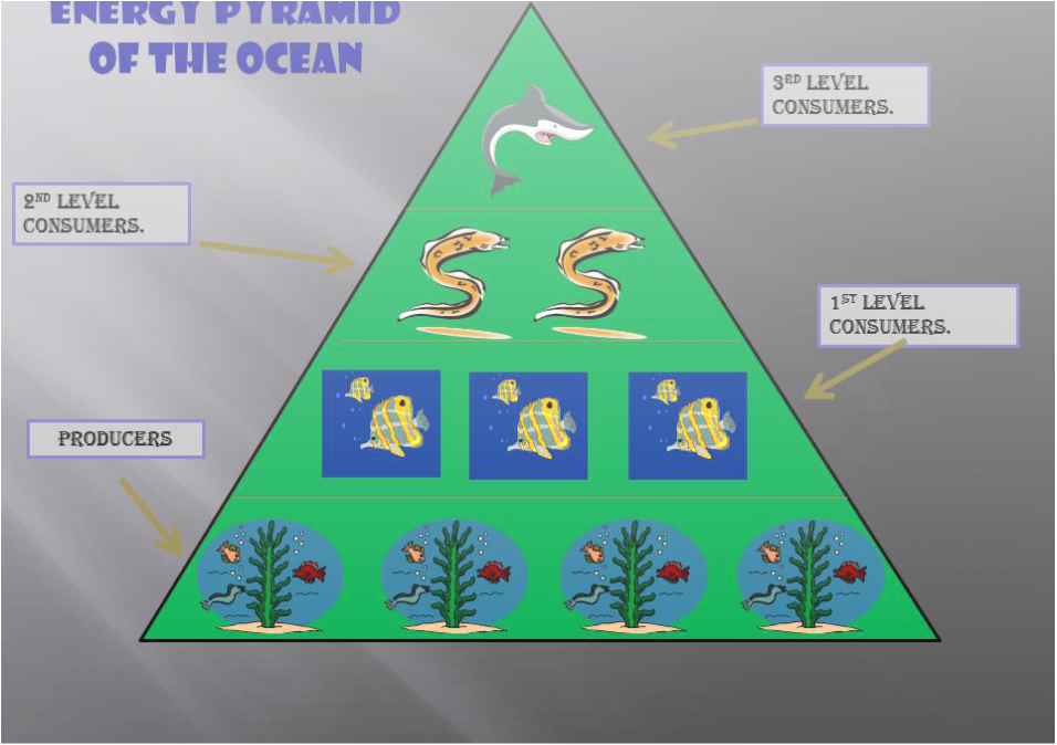 Marine Ecosystem Energy Pyramid